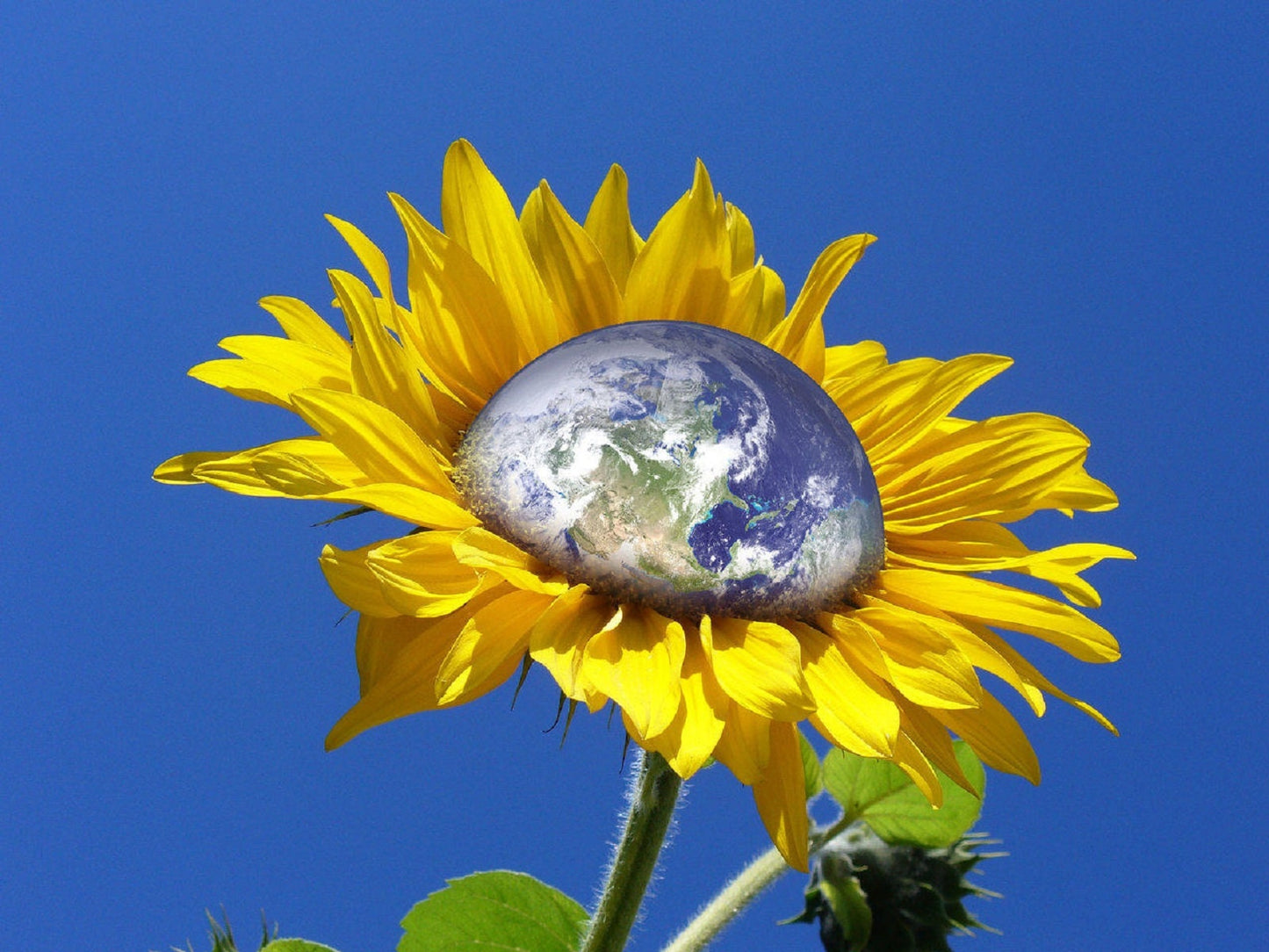 Earth Inspired Scents - 1.25 Inch Wood BACKFLOW or 1 inch Charcoal CONES - Made Fresh!