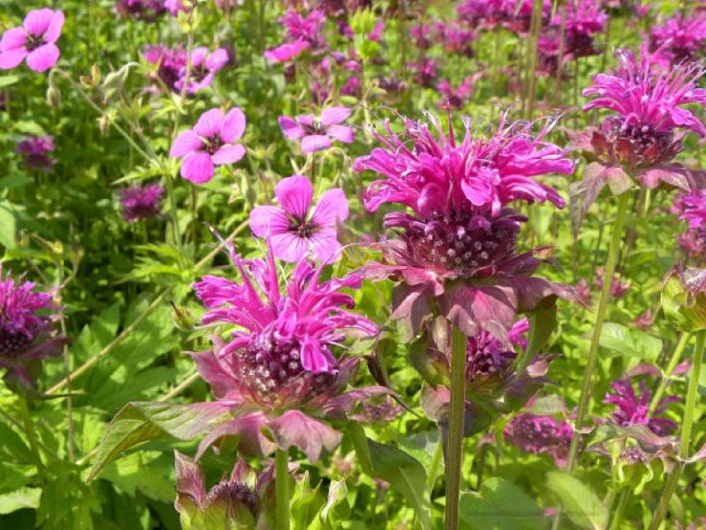 Herb & Flower scents - 1.25 Inch Wood BACKFLOW or 1 inch Charcoal Incense CONES - Made Fresh!